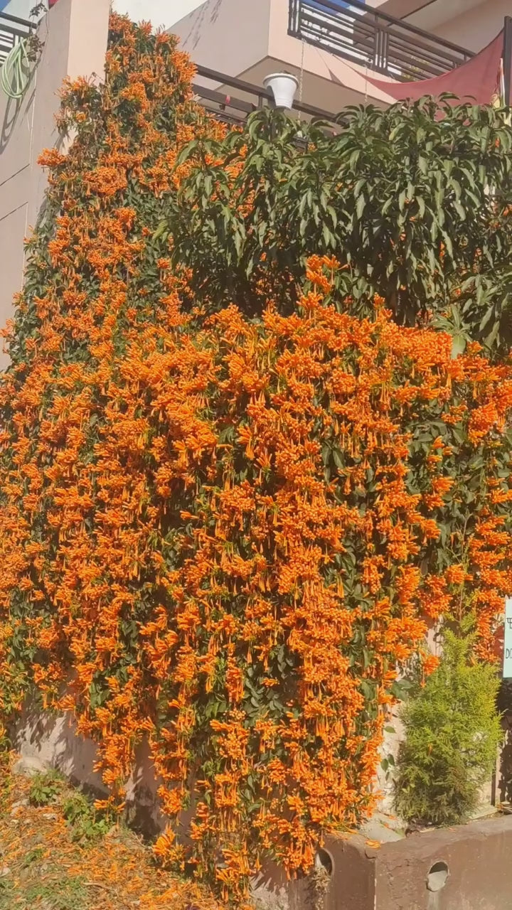 Cipó São João – Sementes para Muros Verdes e Paisagismo