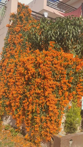 Cipó São João – Sementes para Muros Verdes e Paisagismo