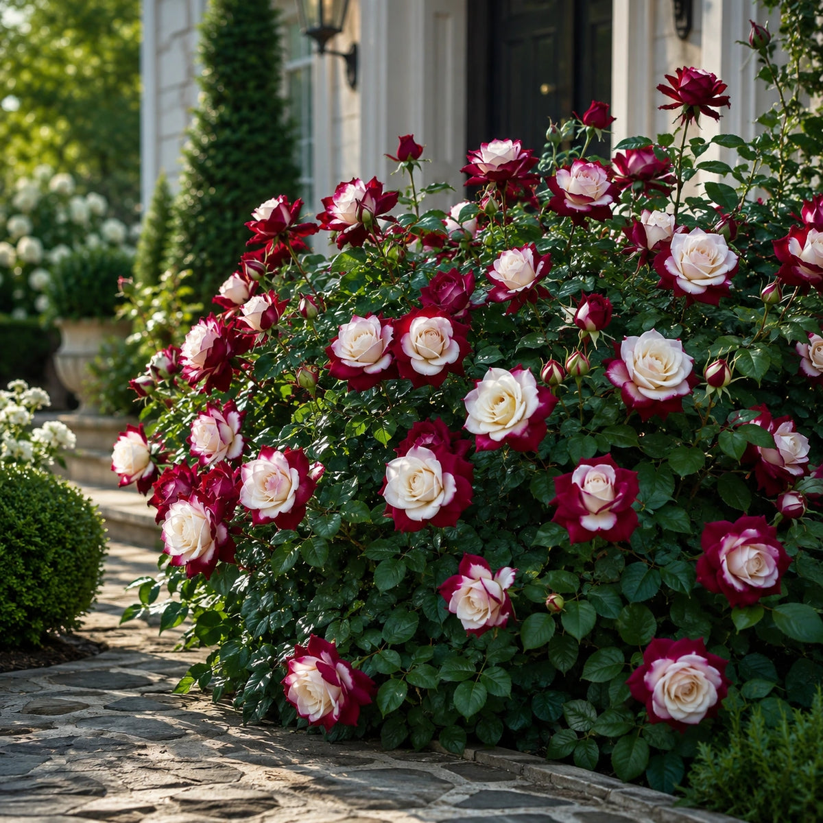 Rosa Bicolor – Sementes de Rosa Mesclada – Beleza Rara com Alto Potencial Germinativo