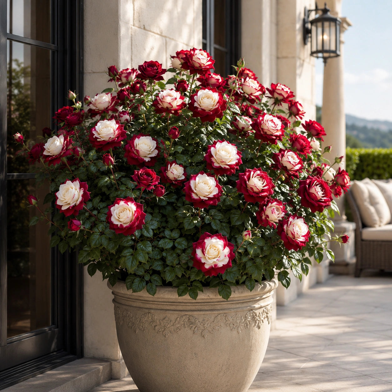 Rosa Bicolor – Sementes de Rosa Mesclada – Beleza Rara com Alto Potencial Germinativo