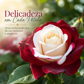 Rosa Bicolor – Sementes de Rosa Mesclada – Beleza Rara com Alto Potencial Germinativo
