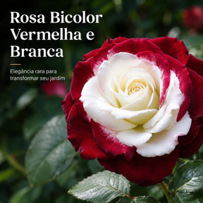 Rosa Bicolor – Sementes de Rosa Mesclada – Beleza Rara com Alto Potencial Germinativo