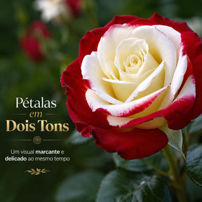 Rosa Bicolor – Sementes de Rosa Mesclada – Beleza Rara com Alto Potencial Germinativo
