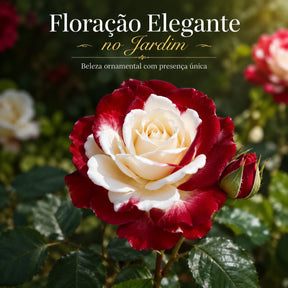 Rosa Bicolor – Sementes de Rosa Mesclada – Beleza Rara com Alto Potencial Germinativo