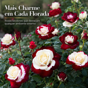 Rosa Bicolor – Sementes de Rosa Mesclada – Beleza Rara com Alto Potencial Germinativo