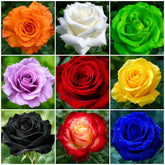 300 Sementes de Rosas Sortidas — Mix de Cores para Jardim
