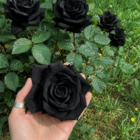 Rosa negra para cultivo de mudas - 100 sementes