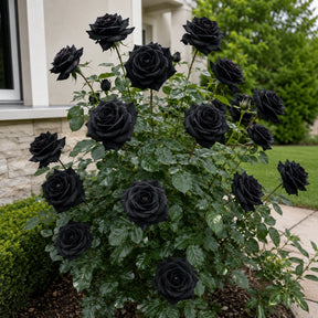Rosa negra para cultivo de mudas - 100 sementes