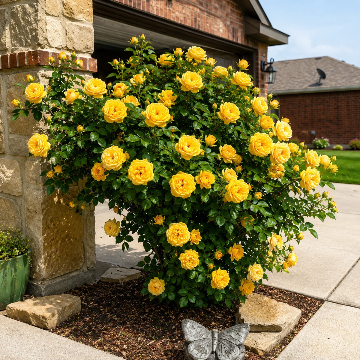Sementes de Roseira Trepadeira — Flores para Muros e Jardins
