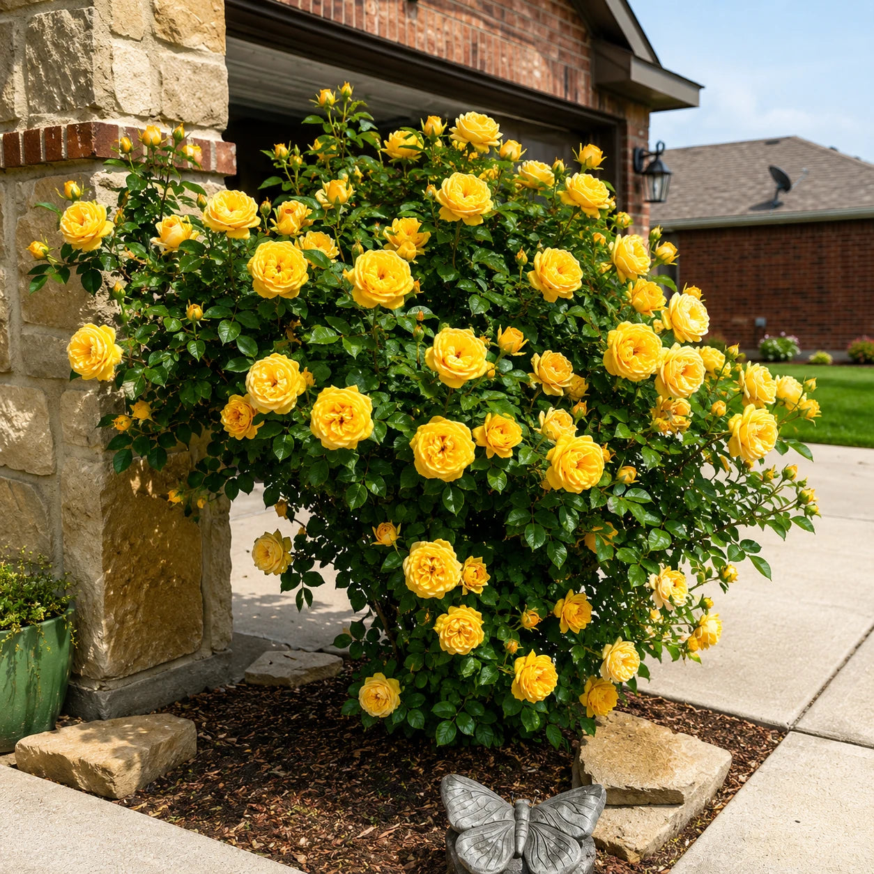 Sementes de Roseira Trepadeira — Flores para Muros e Jardins