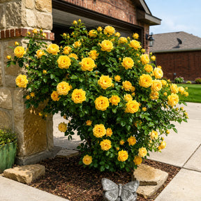 Sementes de Roseira Trepadeira — Flores para Muros e Jardins