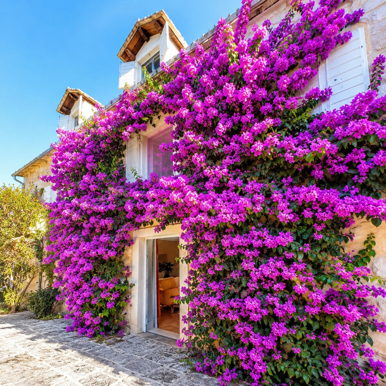 Sementes de Roseira Trepadeira — Flores para Muros e Jardins