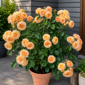 Sementes de Roseira Trepadeira — Flores para Muros e Jardins