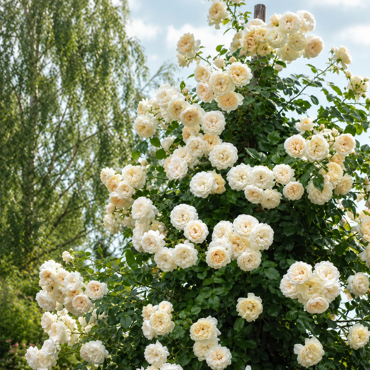 Sementes de Roseira Trepadeira — Flores para Muros e Jardins
