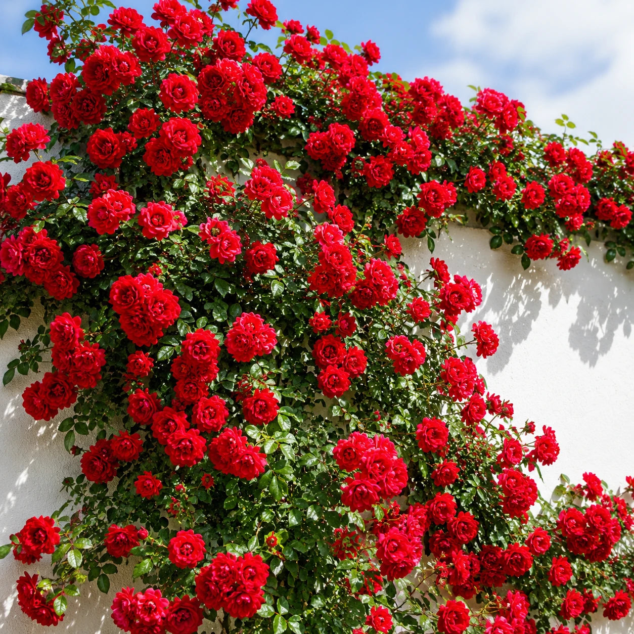 Rosa Trepadeira Vermelha – Pacote com 300 Sementes