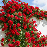 Rosa Trepadeira Vermelha – Pacote com 300 Sementes