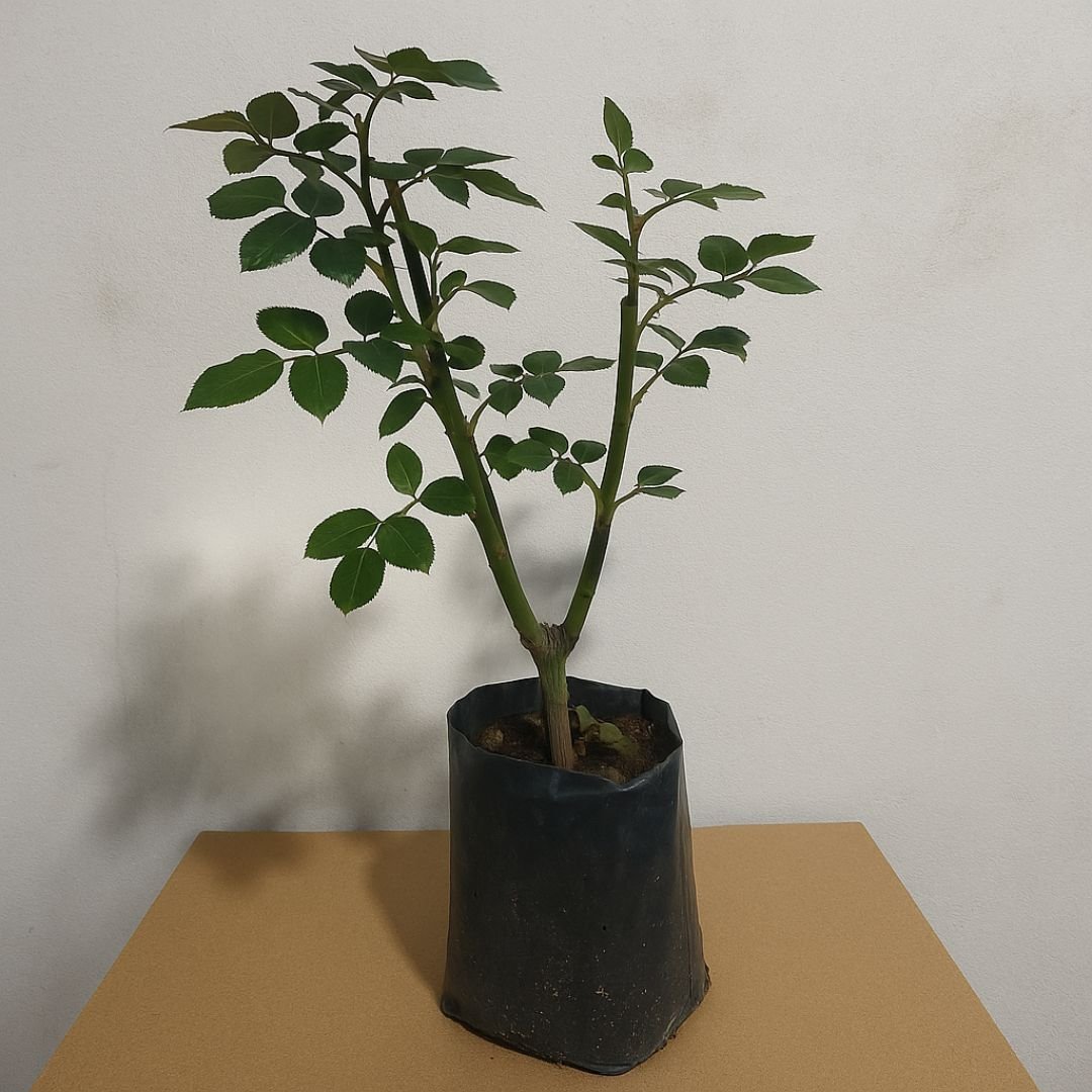 Muda de Roseira Amarela Mesclada – Flores com Cores Vibrantes e Exclusivas