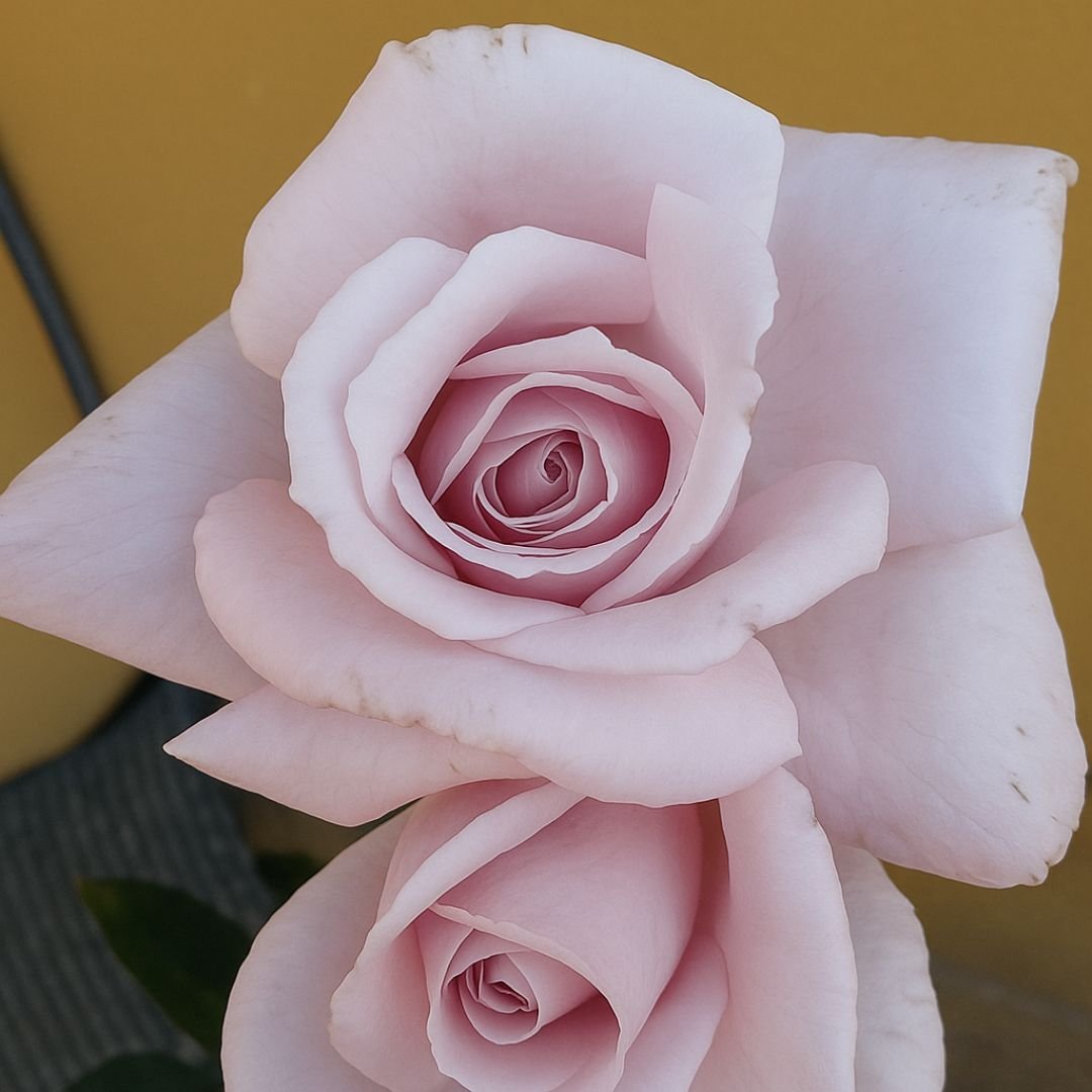 Muda de Roseira Azul Prateado (Lilás) – Cor Rara e Encantadora