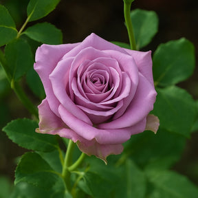 Muda de Roseira Azul Prateado (Lilás) – Cor Rara e Encantadora