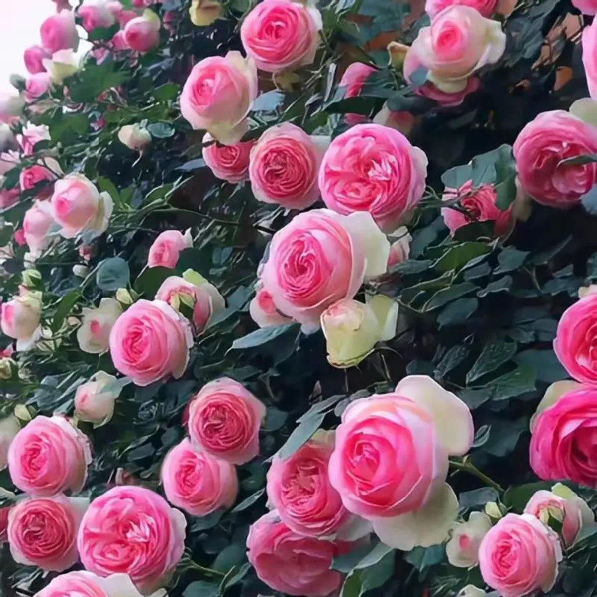 Sementes Selecionadas De Rosas Trepadeiras Com Cores Variadas 300 unidades
