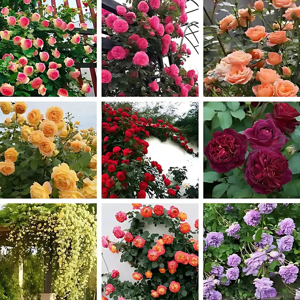Sementes Selecionadas De Rosas Trepadeiras Com Cores Variadas 300 unidades