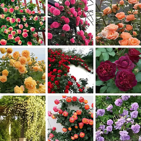 Sementes Selecionadas De Rosas Trepadeiras Com Cores Variadas 300 unidades
