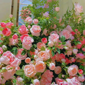 Sementes Selecionadas De Rosas Trepadeiras Com Cores Variadas 300 unidades
