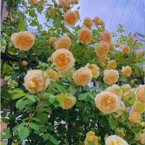 Sementes Selecionadas De Rosas Trepadeiras Com Cores Variadas 300 unidades