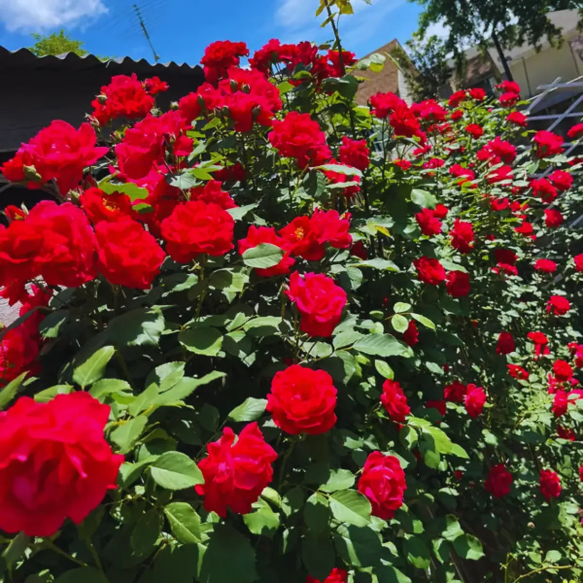 Sementes Selecionadas De Rosas Trepadeiras Com Cores Variadas 300 unidades