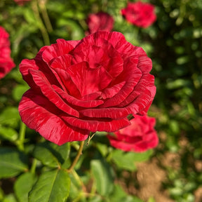 Muda de Roseira Vermelha Rajada Vermelho Intenso e Elegância Clássica