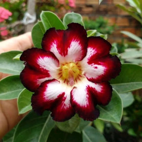 Sementes de Rosa do Deserto Raras - Cores Variadas - Floração Prolongada