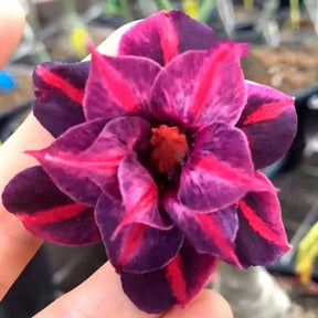 Sementes de Rosa do Deserto Raras - Cores Variadas - Floração Prolongada