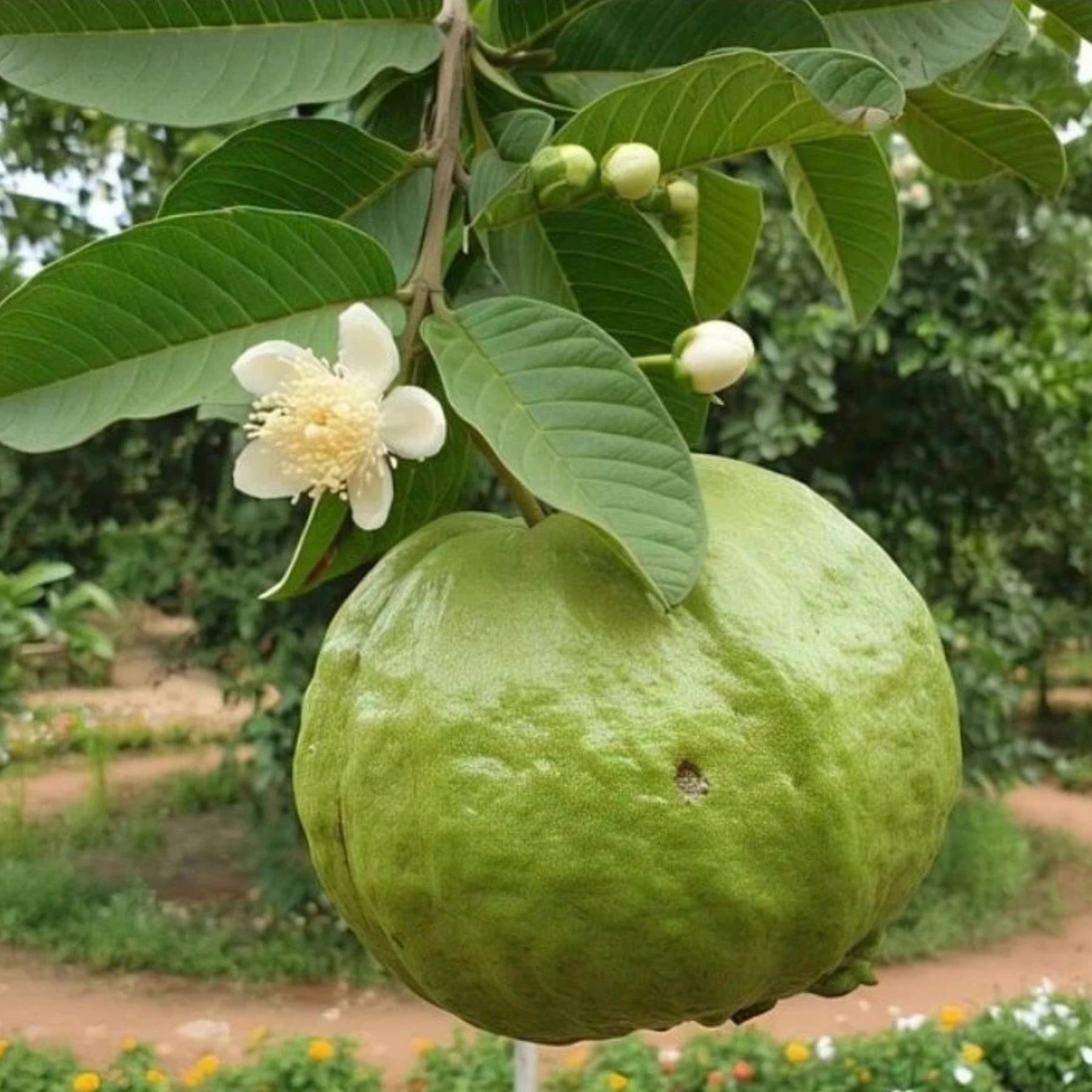 Sementes de Goiaba Gigante para Cultivo em Quintal e Vasos