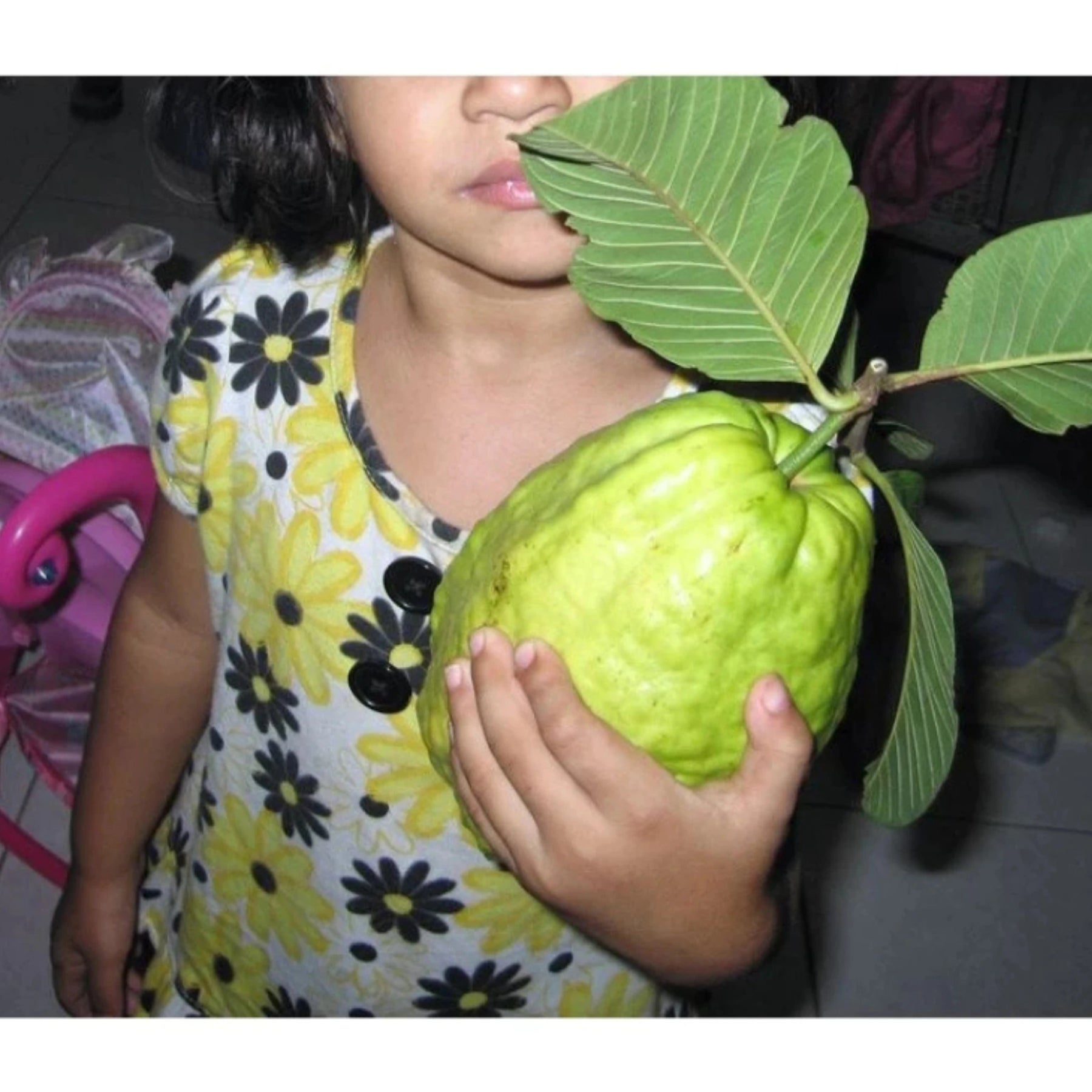 Sementes de Goiaba Gigante para Cultivo em Quintal e Vasos