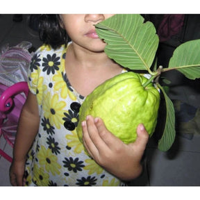 Sementes de Goiaba Gigante para Cultivo em Quintal e Vasos
