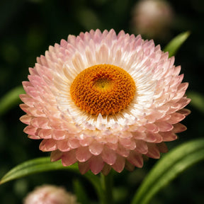 Flor Sempre-viva - 300 Sementes de Alta Germinação