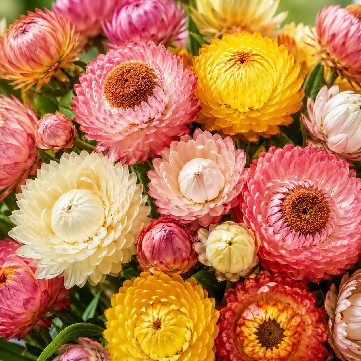 Buquê de sempre-viva seco para decoração — flores mantêm cor e textura após secagem