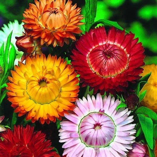 Sempre-viva com flores coloridas para arranjos decorativos — flores que secam mantendo cor e forma