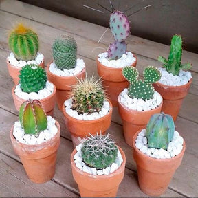 Pedrinhas Brancas para Vasos de Plantas 1kg