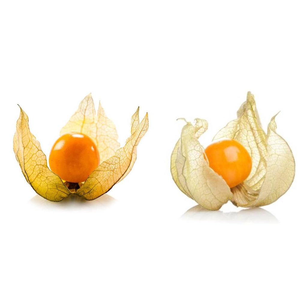 Sementes de Fisális GoldenBerry – 700 mg de Alta Germinação