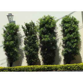 Podocarpo Cerca Viva 100 Sementes Selecionadas Com Alta taxa de Germinação  Pinheiro De Buda + Manual de Plantio