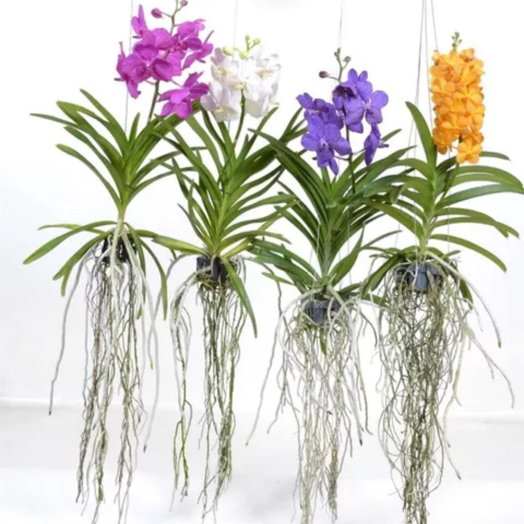 Orquídea Vanda - 300 sementes seleionadas