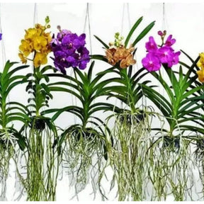 Orquídea Vanda - 300 sementes seleionadas