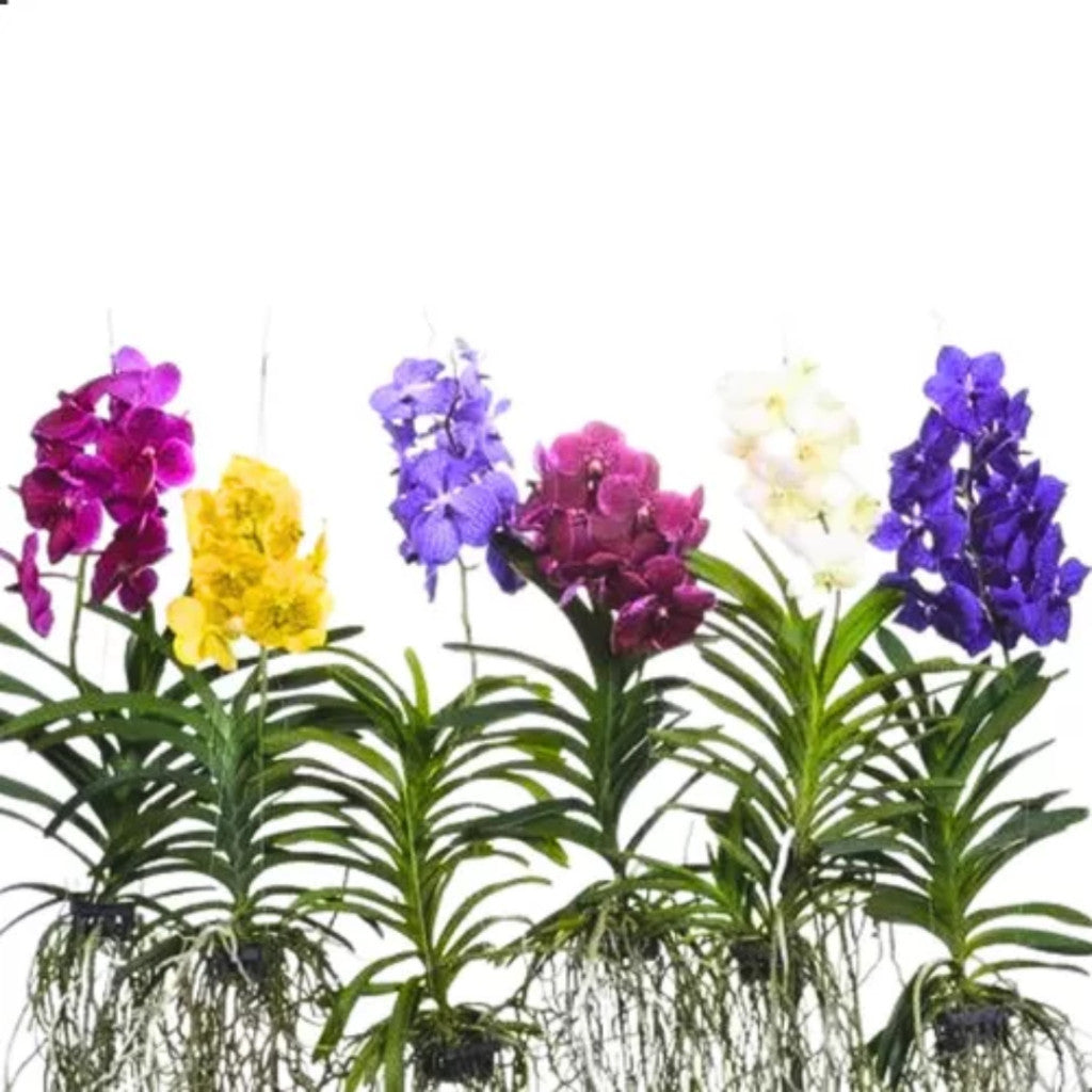 Orquídea Vanda - 300 sementes seleionadas