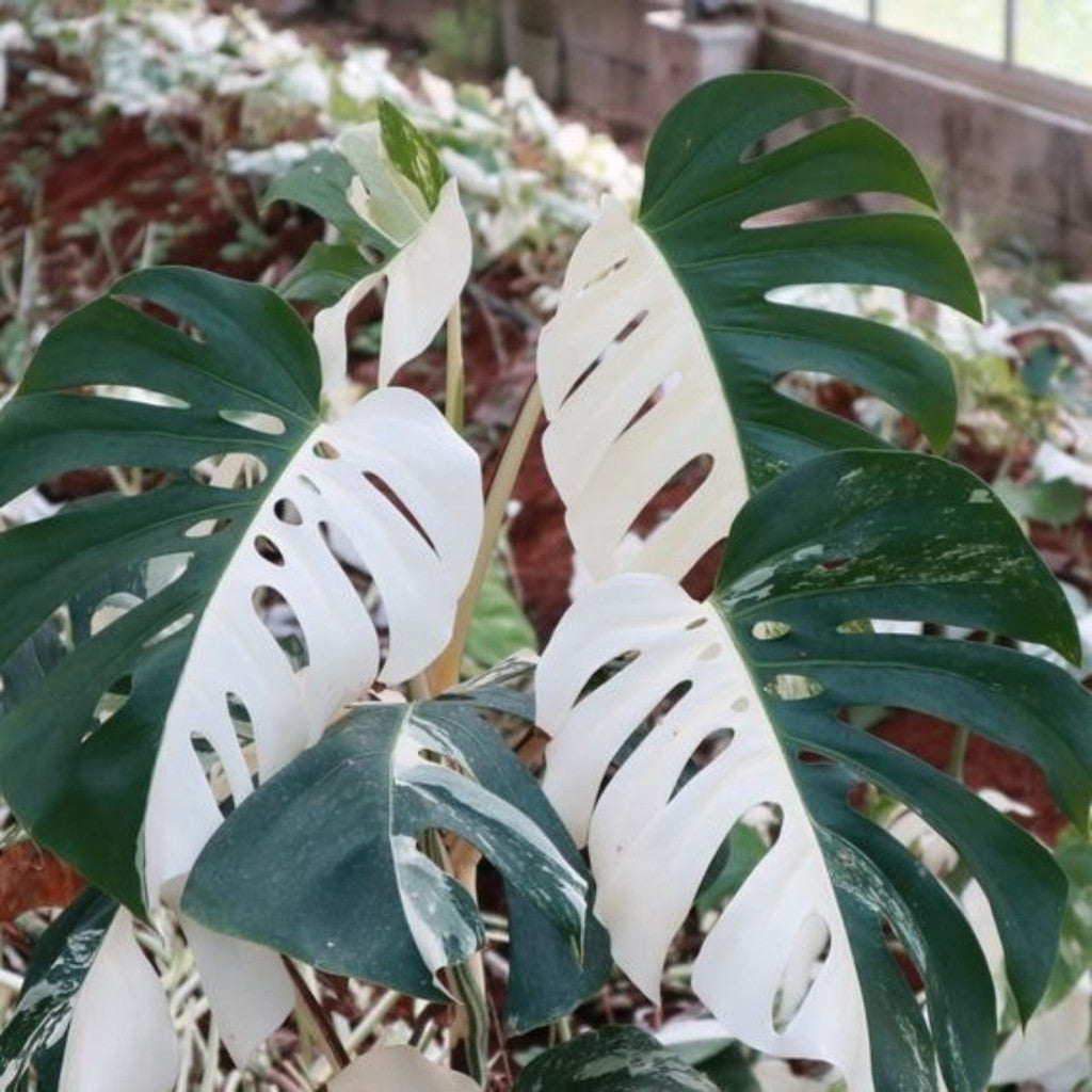 200 Sementes Monstera Meia Lua Rara