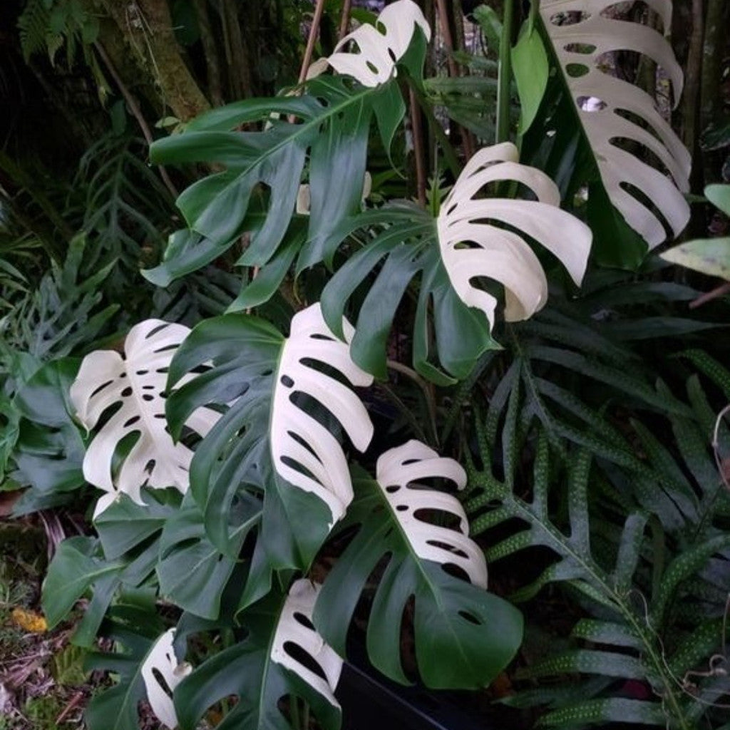 200 Sementes Monstera Meia Lua Rara