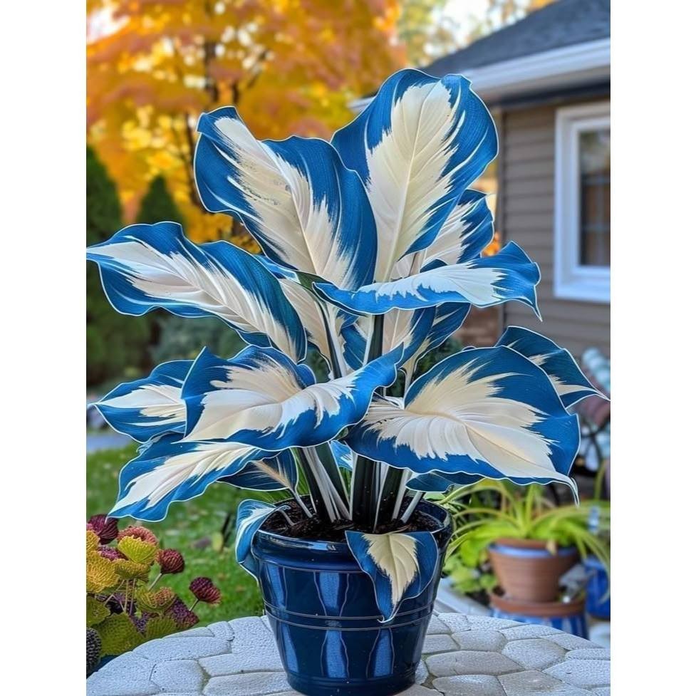 Caladium Bioflux – 100 Sementes com Guia Completo de Cultivo