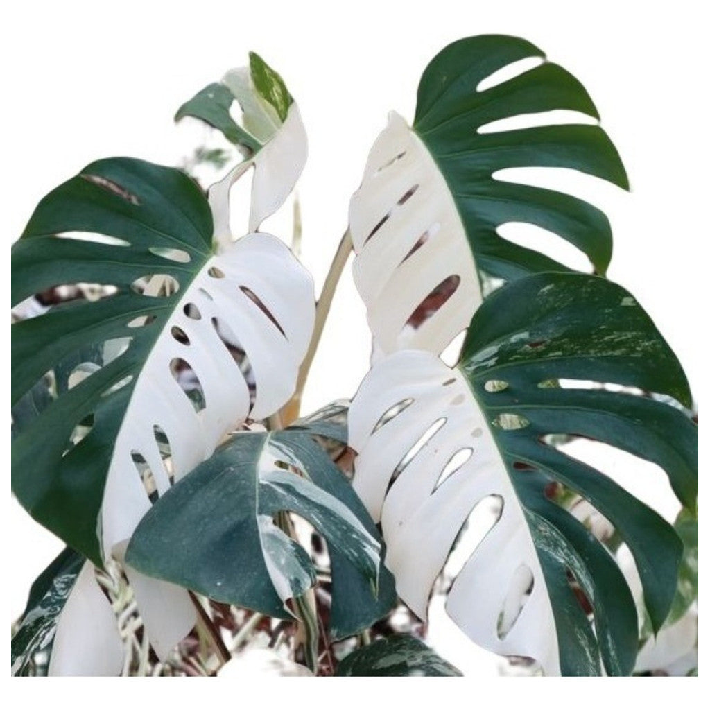 200 Sementes Monstera Meia Lua Rara