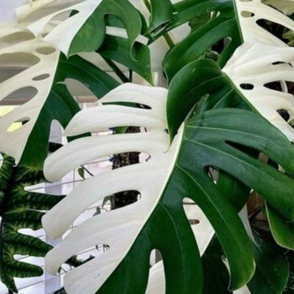 200 Sementes Monstera Meia Lua Rara