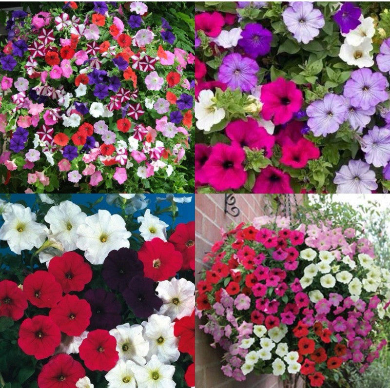 Petúnias Híbrid - 300 Sementes + Manual de Plantio